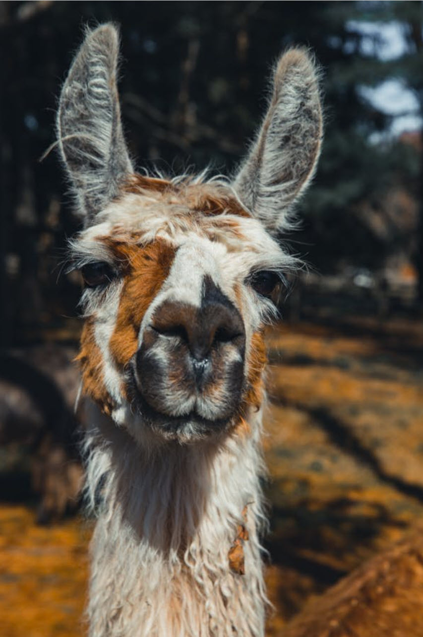 Llama in the Andes